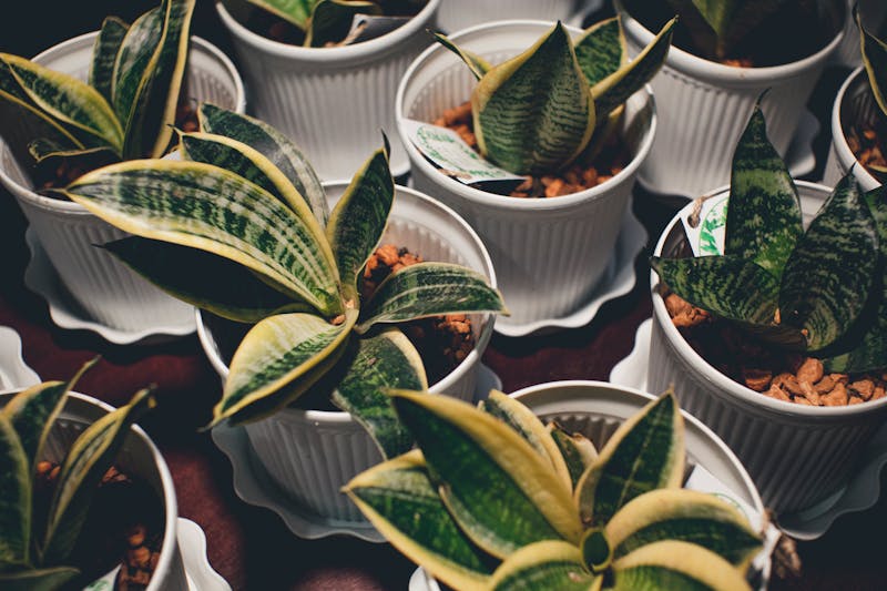 Reparto de flores frescas Interflora en España